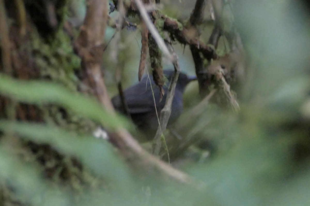 Magdalena Tapaculo (Yariguies) - Peter Kaestner