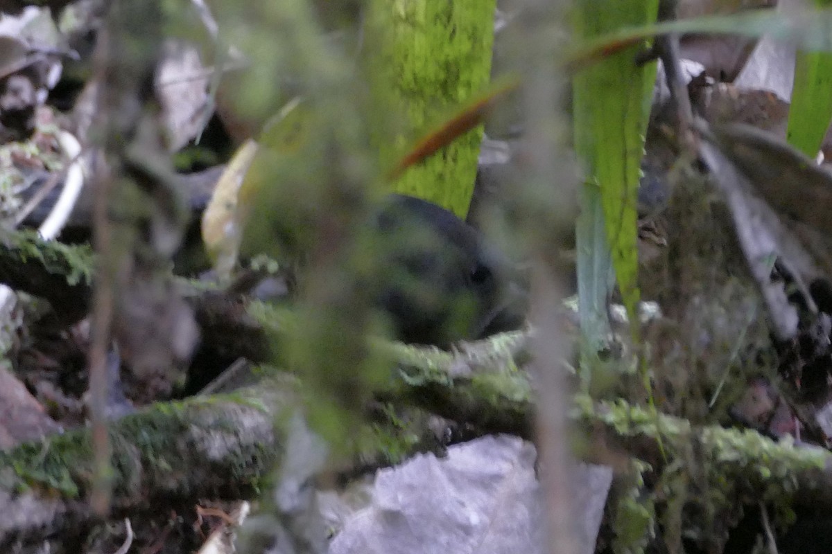 Magdalena Tapaculo (Yariguies) - ML108368671