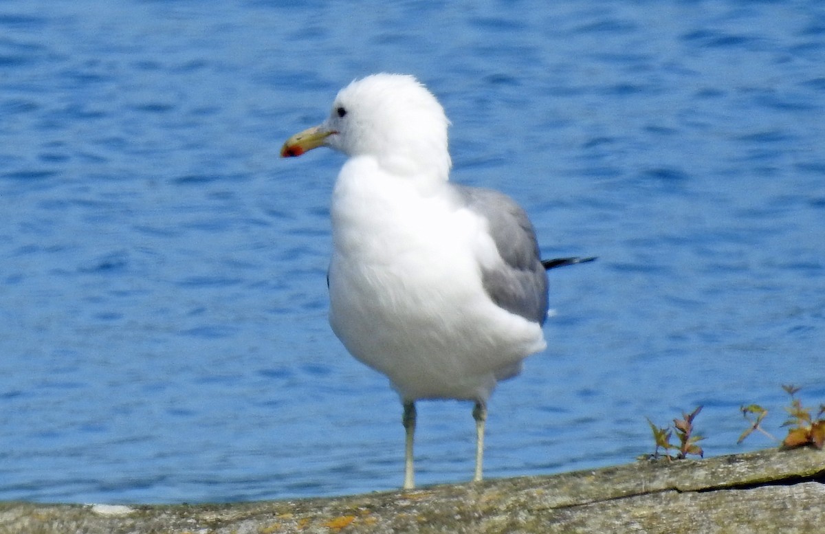 Gaviota Californiana (californicus) - ML108369111