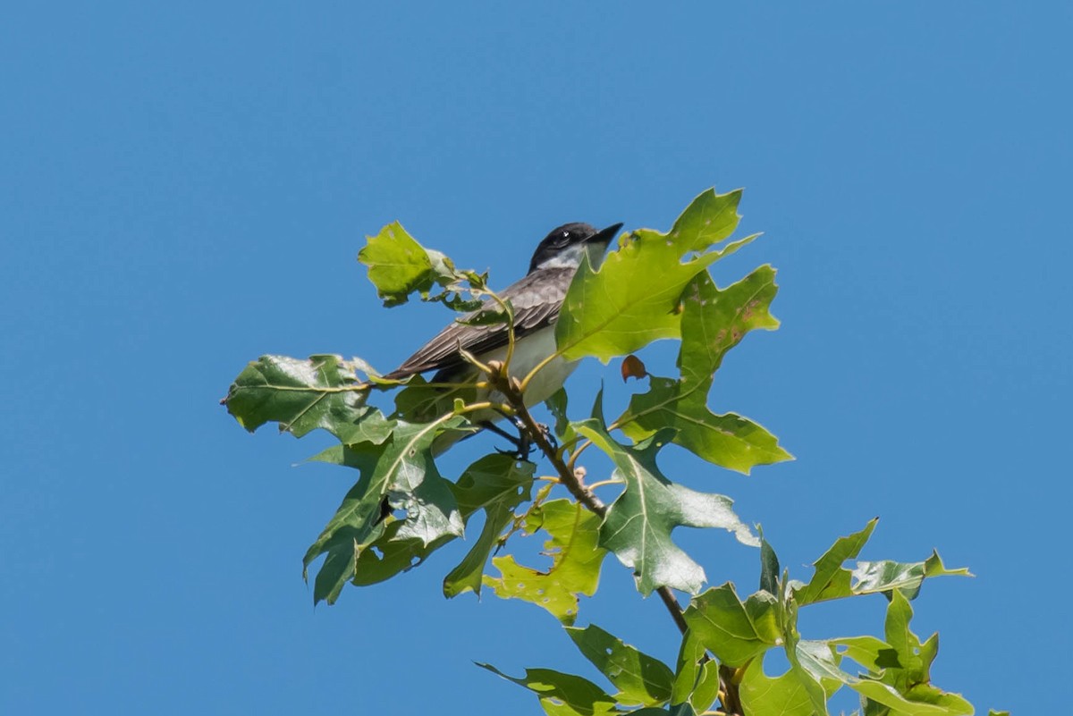 Eastern Kingbird - ML108369401