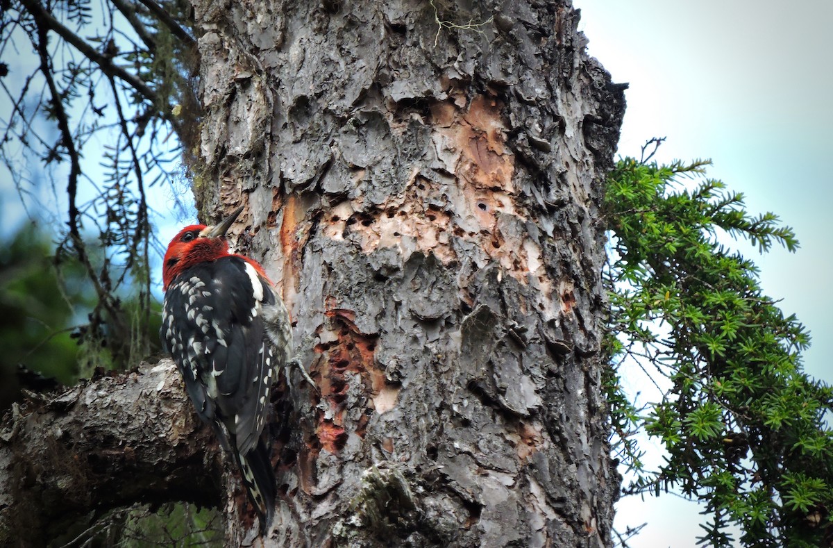 Red-breasted Sapsucker - ML108370201