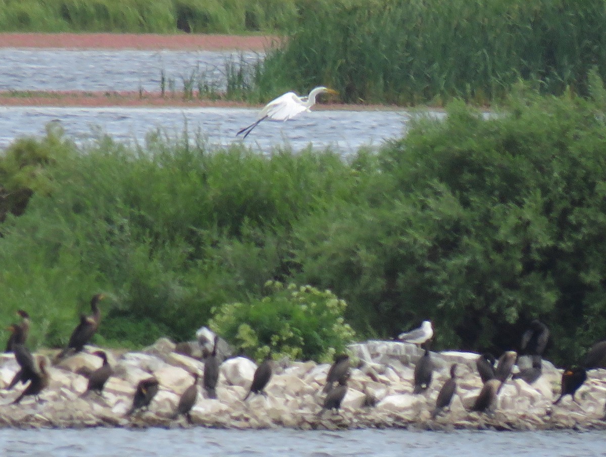 Great Egret - ML108374131