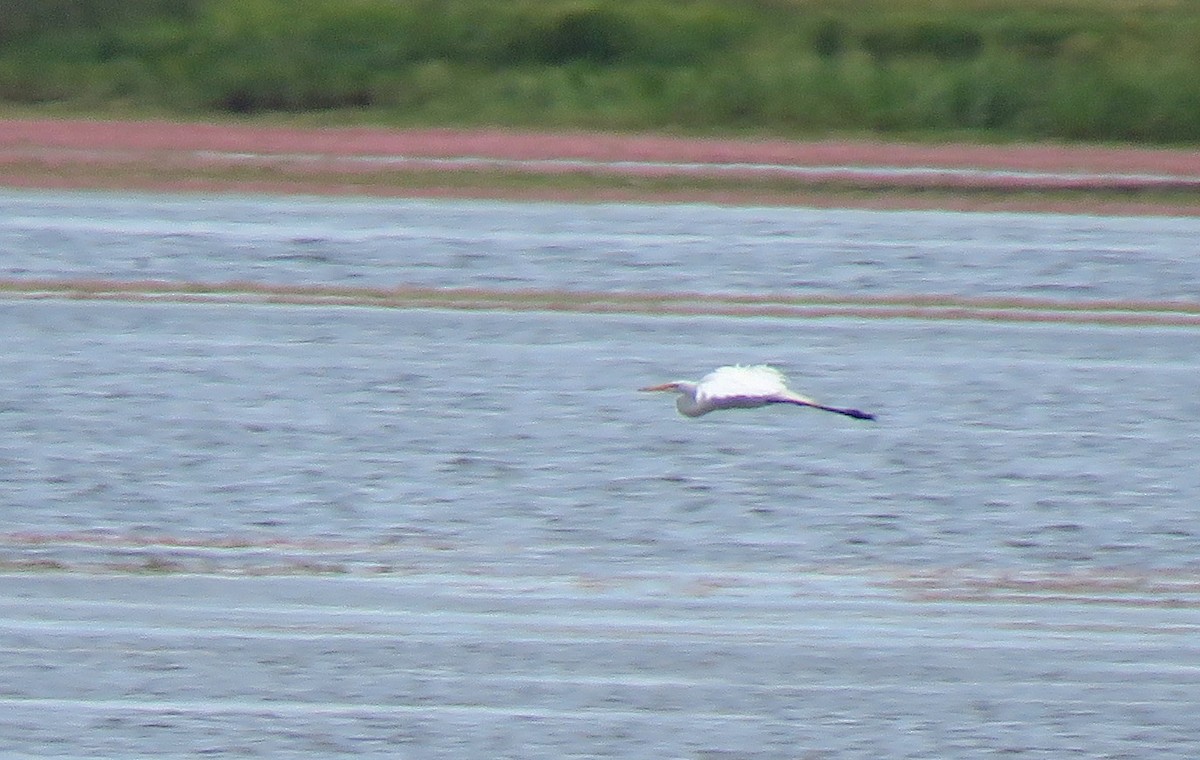 Great Egret - ML108374141