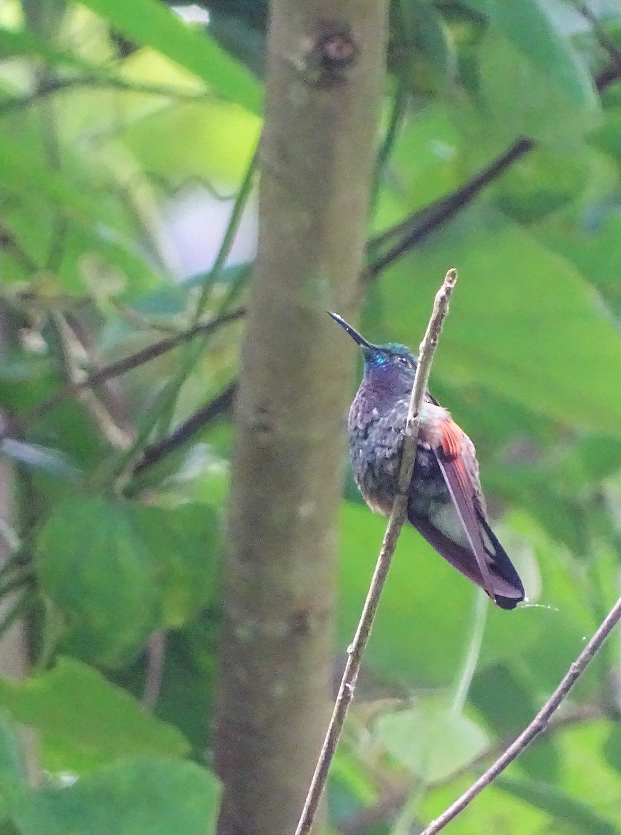 Stripe-tailed Hummingbird - Alfonso Auerbach