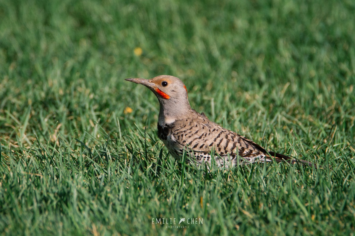 Northern Flicker - ML108374991