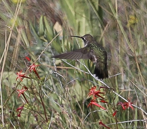 Black-chinned Hummingbird - ML108375161