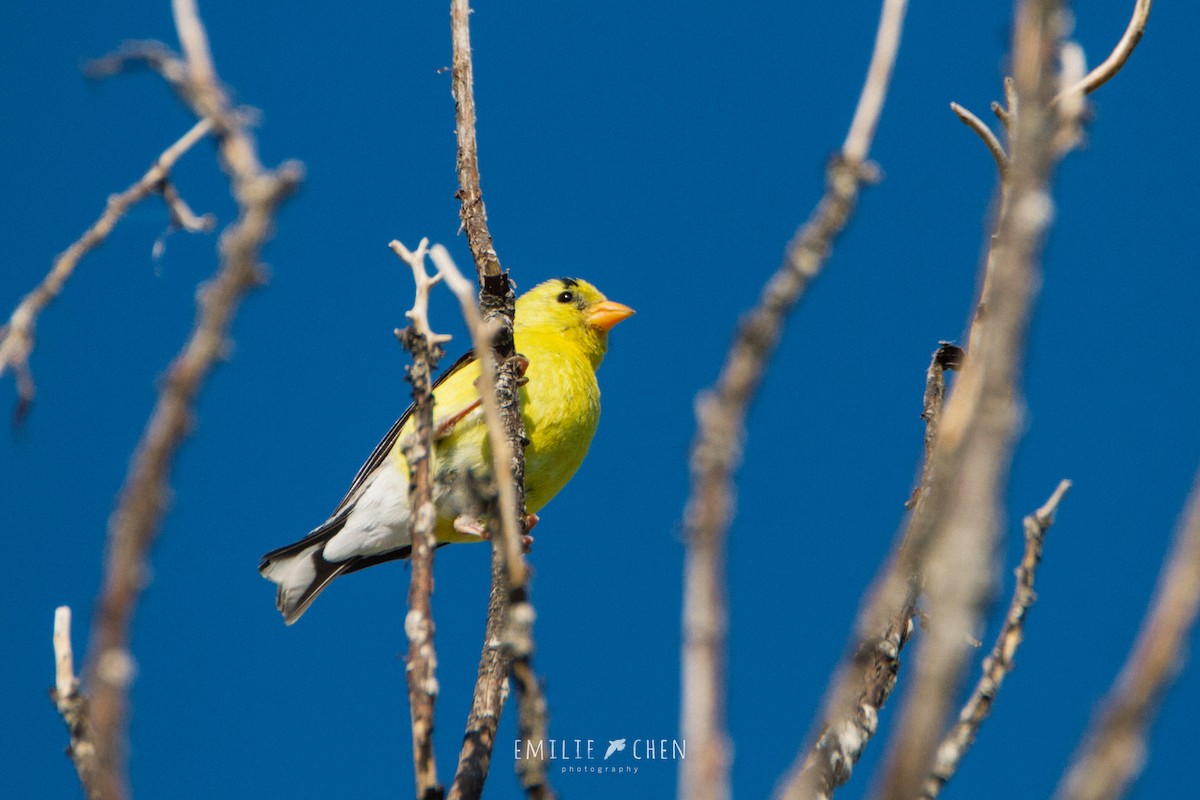 American Goldfinch - ML108375341