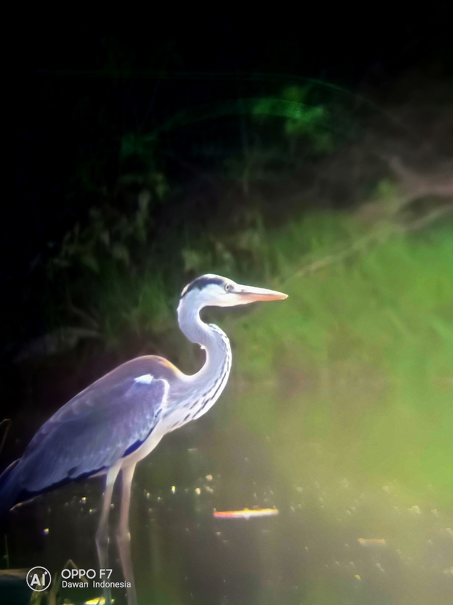 Gray Heron - steve jones