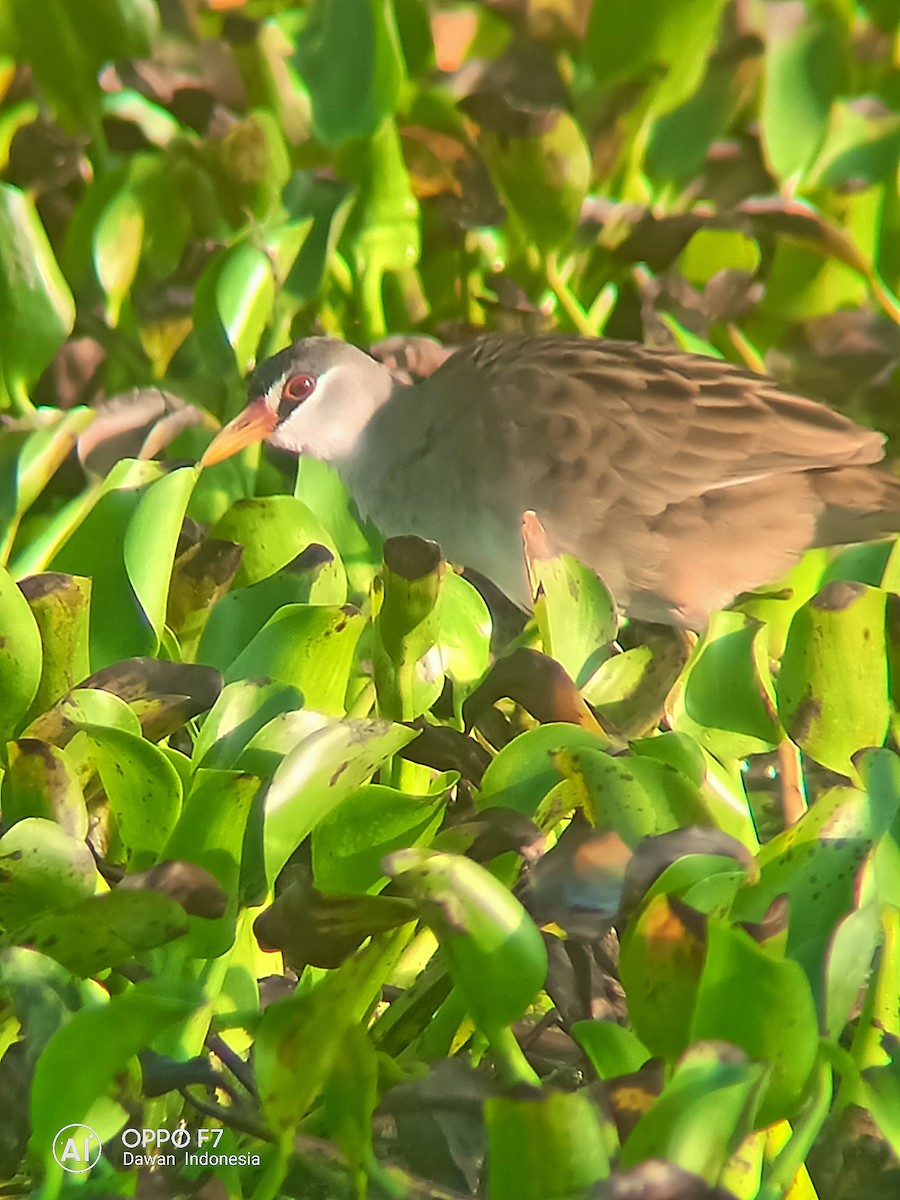 White-browed Crake - ML108375401