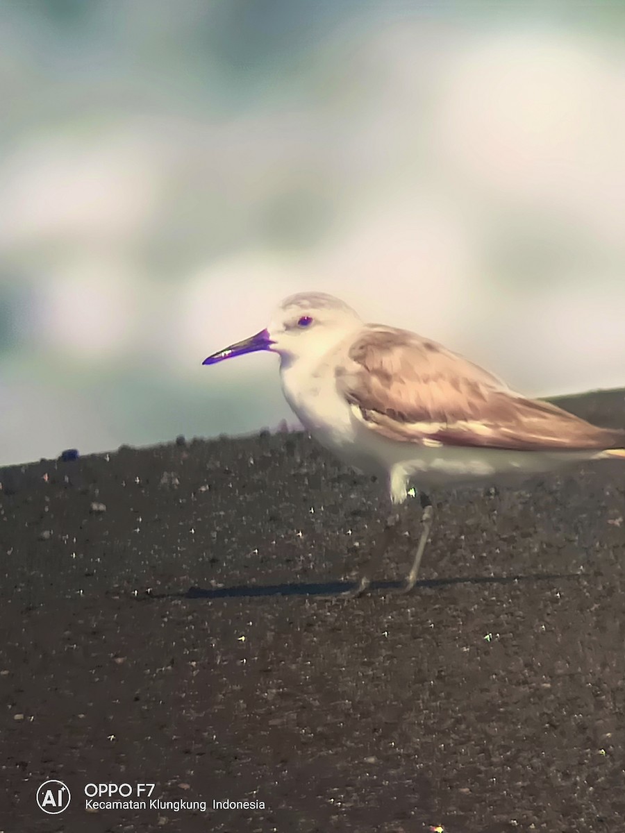 Sanderling - steve jones