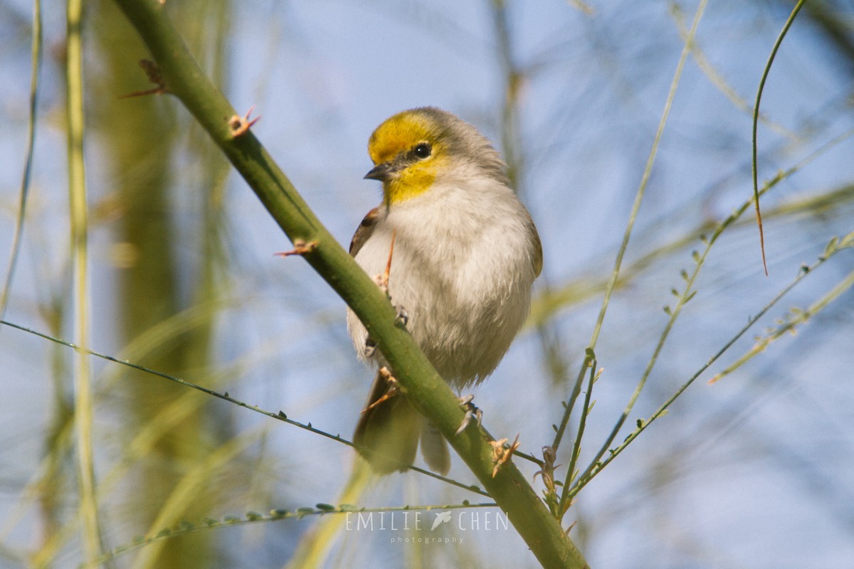 Verdin - Emilie Chen