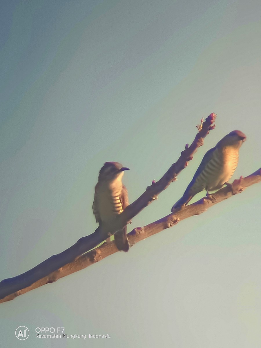 Horsfield's Bronze-Cuckoo - ML108375971