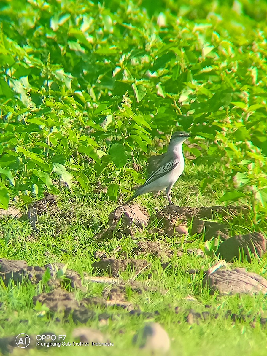 White-shouldered Triller - steve jones