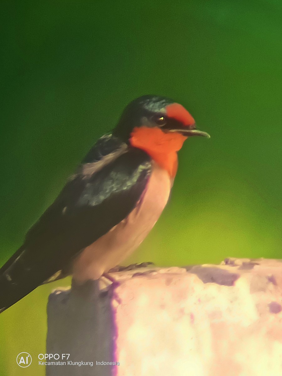 vlaštovka pacifická - ML108376211