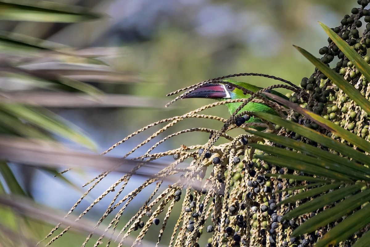 Toucanet à croupion rouge - ML108376251