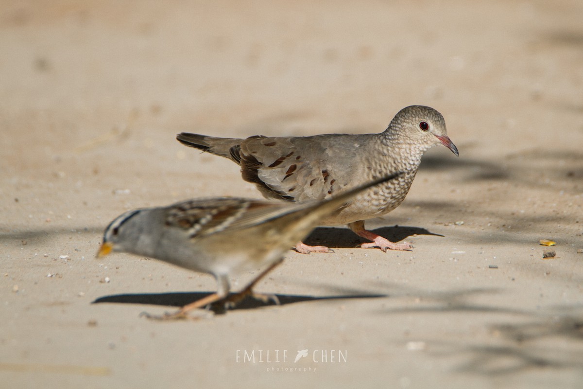 Common Ground Dove - ML108377011