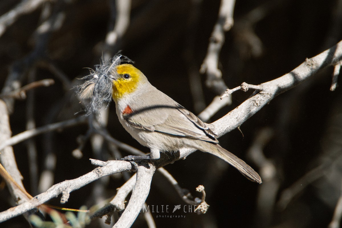 Pájaro Moscón Baloncito - ML108377111