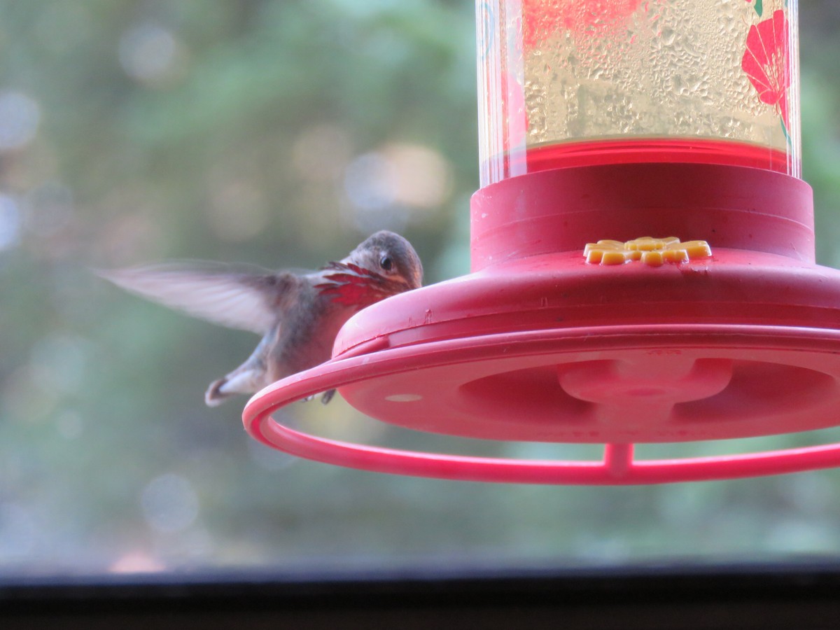 Calliope Hummingbird - Del Nelson