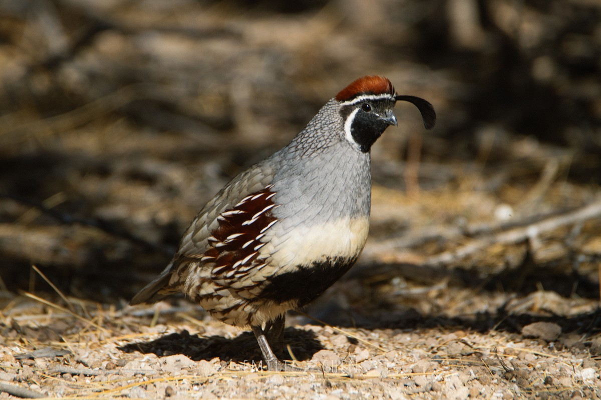 Gambel's Quail - ML108377511