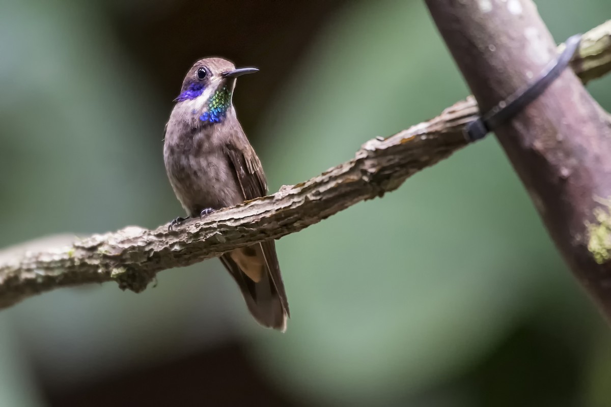 Colibri de Delphine - ML108378031