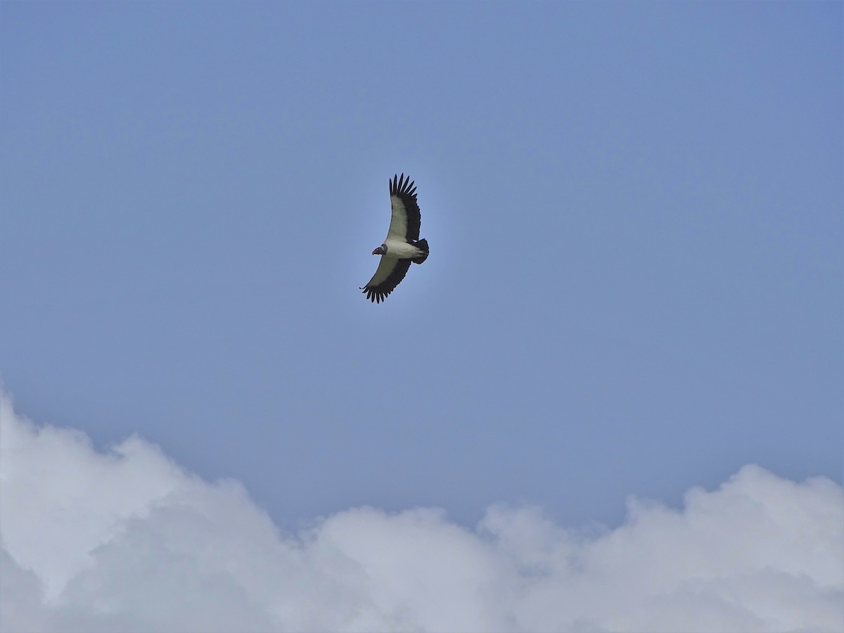 King Vulture - ML108378701