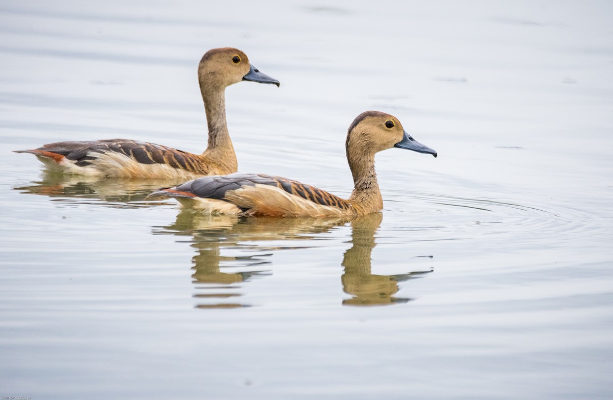 Lesser Whistling-Duck - Indranil Bhattacharjee