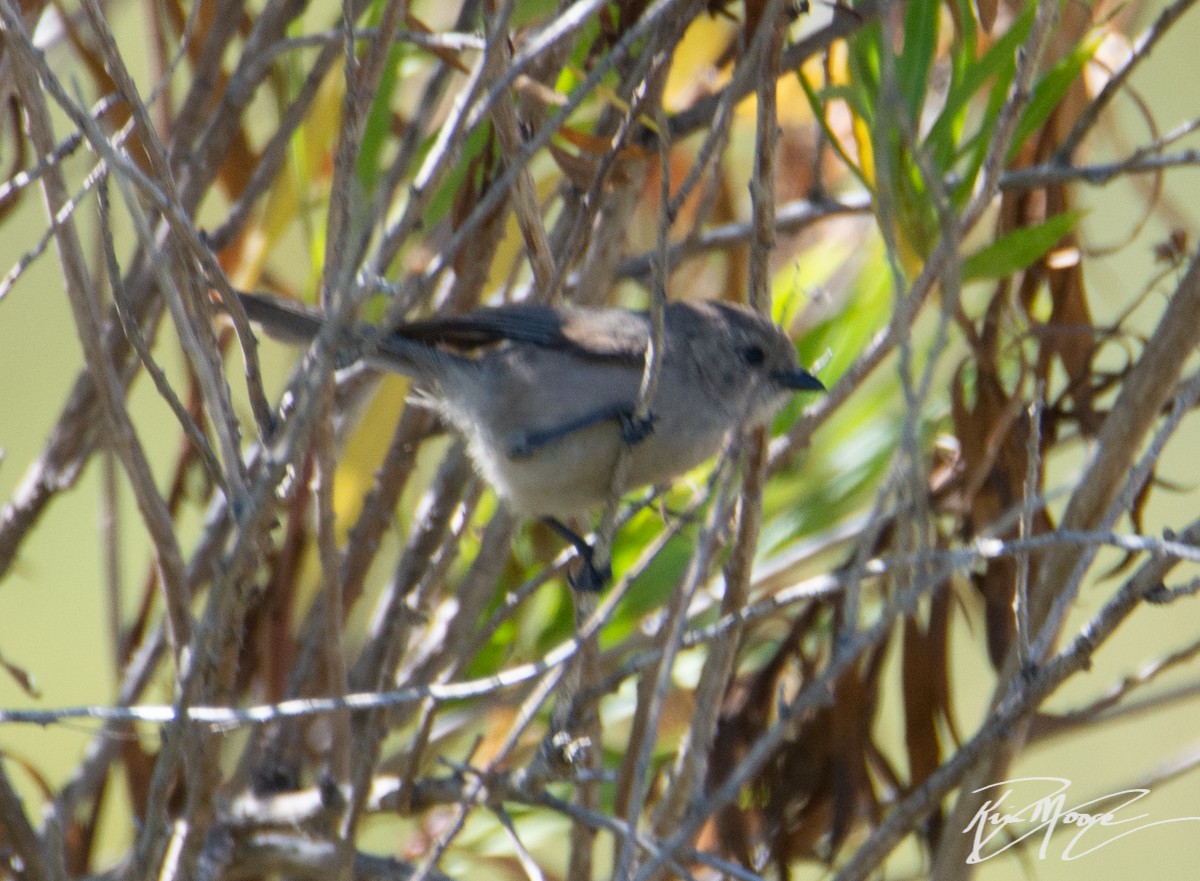 Bushtit - ML108389801