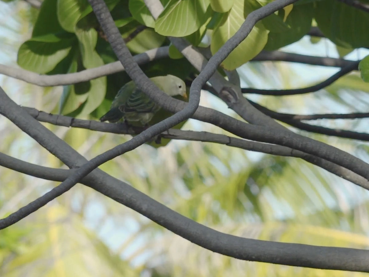 Atoll Fruit-Dove - Mike Greenfelder