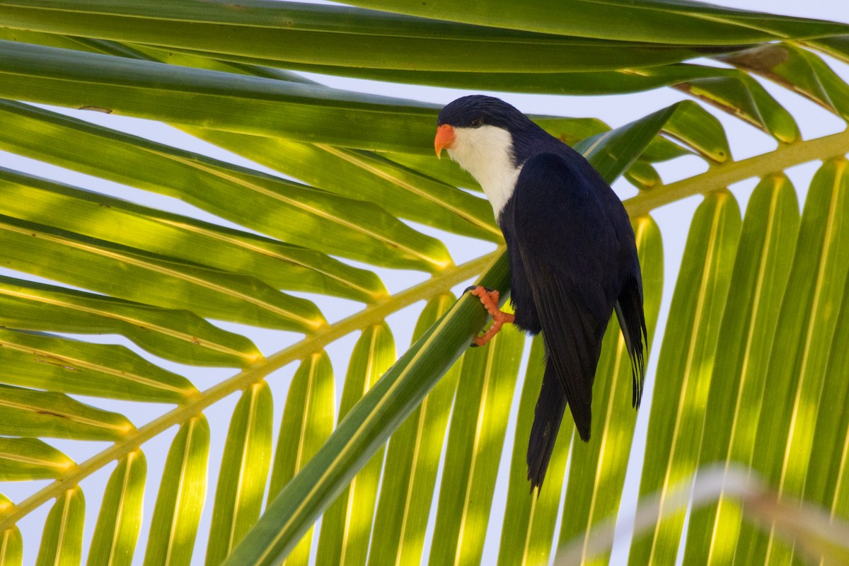 Blue Lorikeet - ML108390461