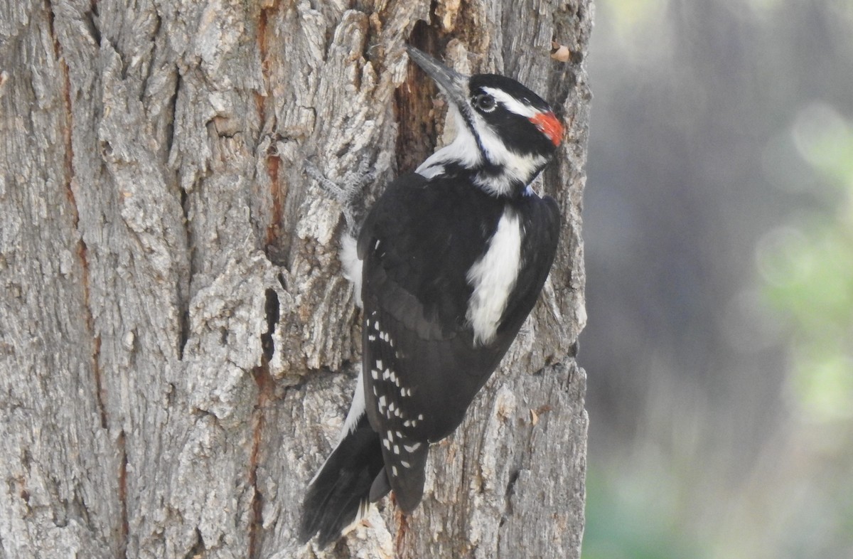 strakapoud americký (ssp. orius/icastus) - ML108390491