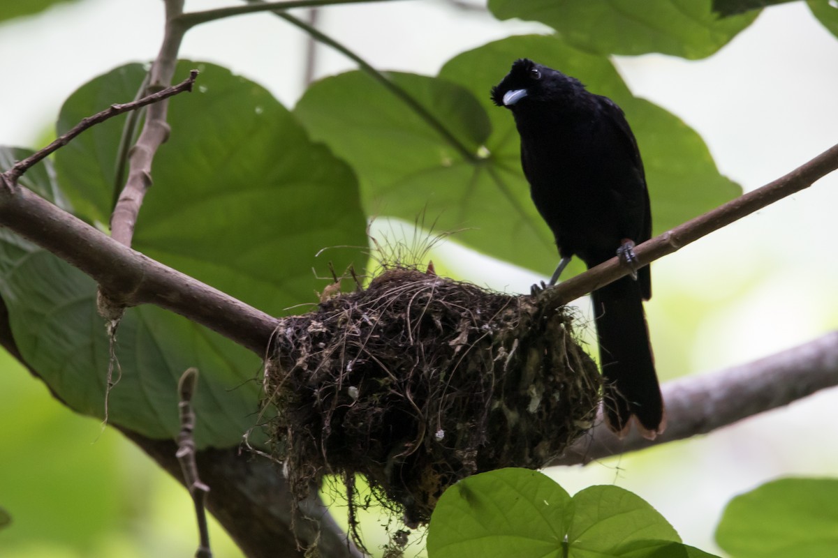 Fatu Hiva Monarch - Mike Greenfelder