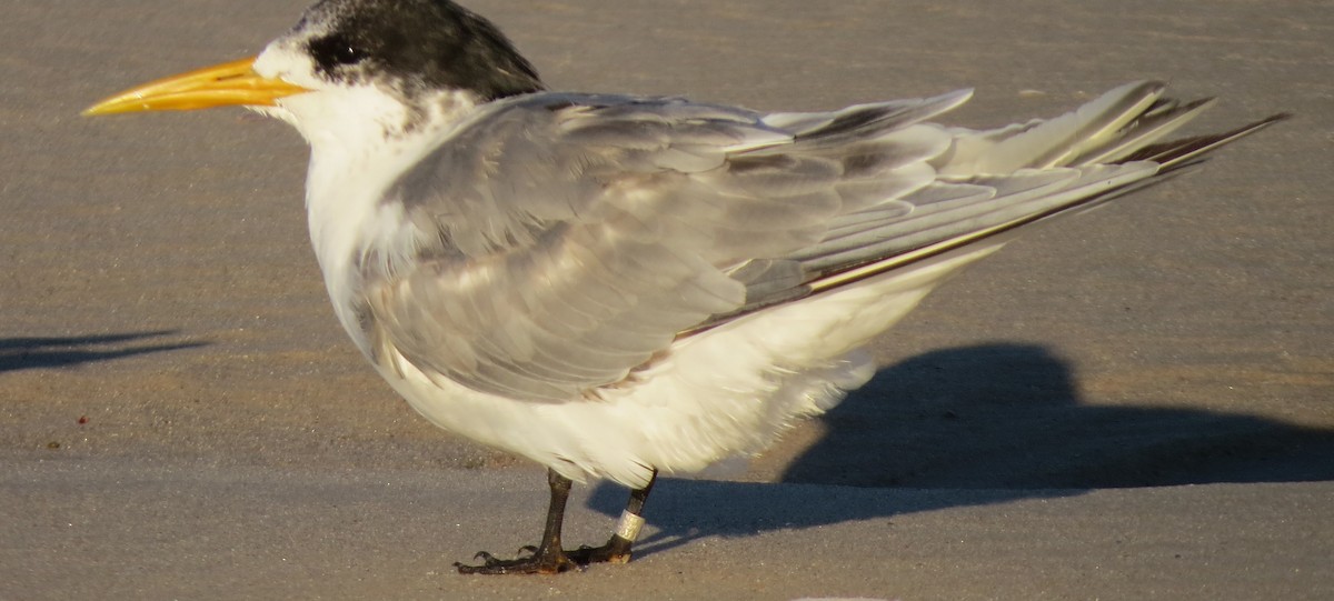 Great Crested Tern - ML108391051