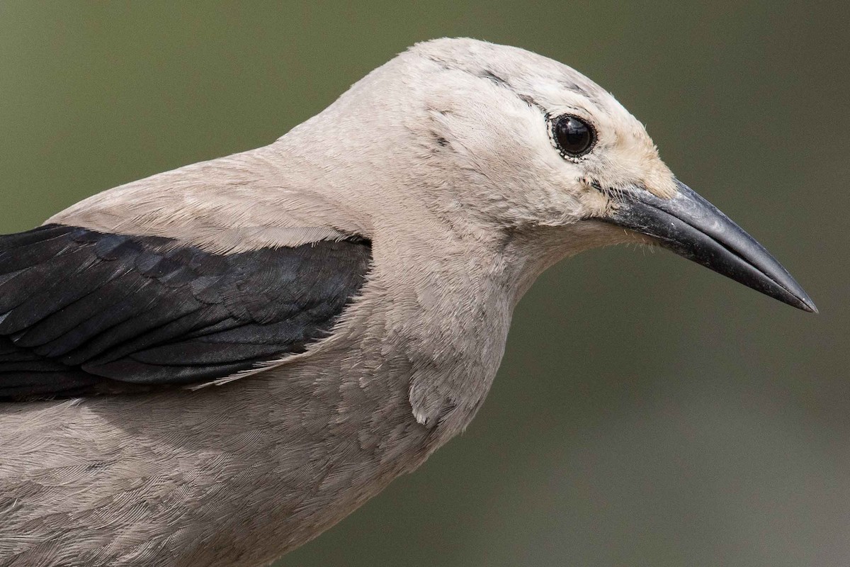 Clark's Nutcracker - ML108391101