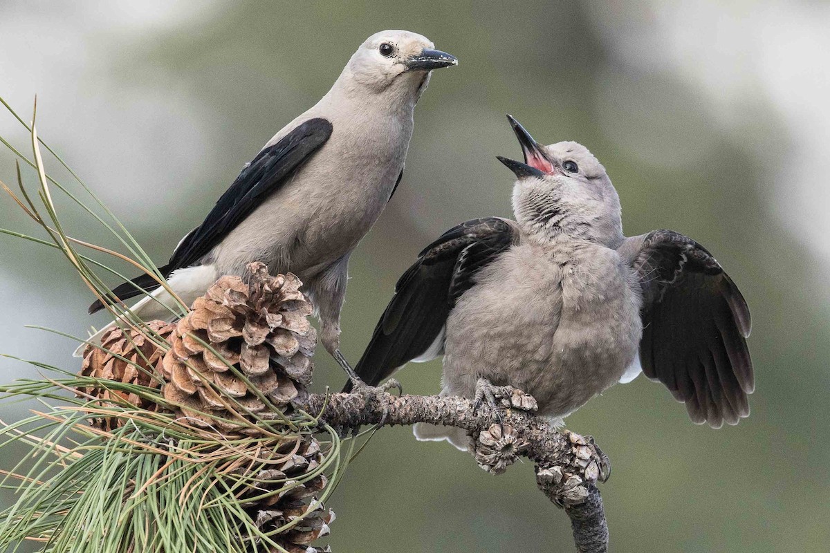 Clark's Nutcracker - ML108391161