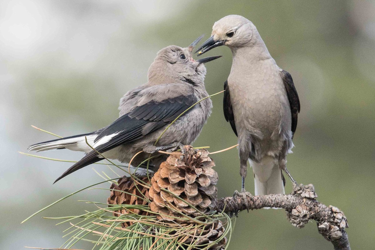 Clark's Nutcracker - Eric VanderWerf