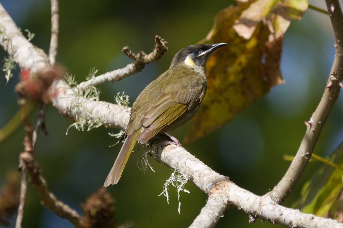 Mielero de Lewin - ML108392361