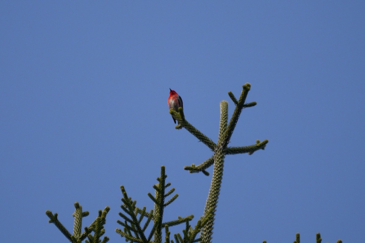 Mielero Escarlata - ML108392381