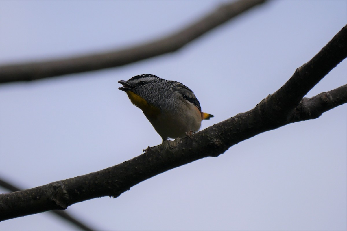 Pardalote Moteado - ML108392491