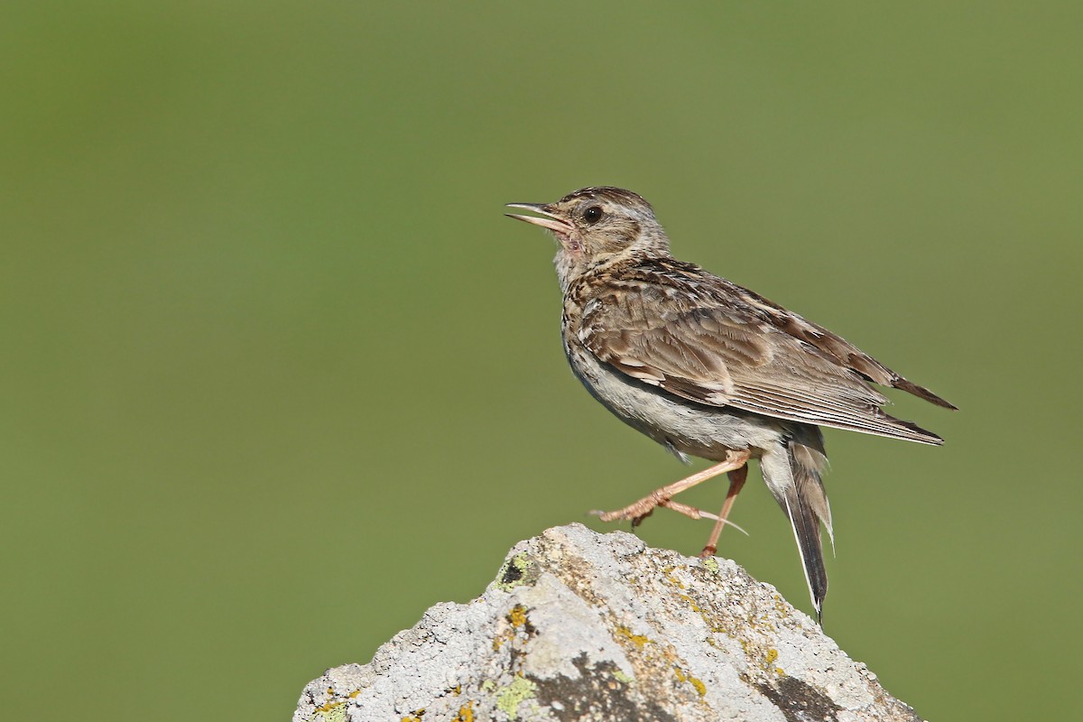 Wood Lark - ML108392971