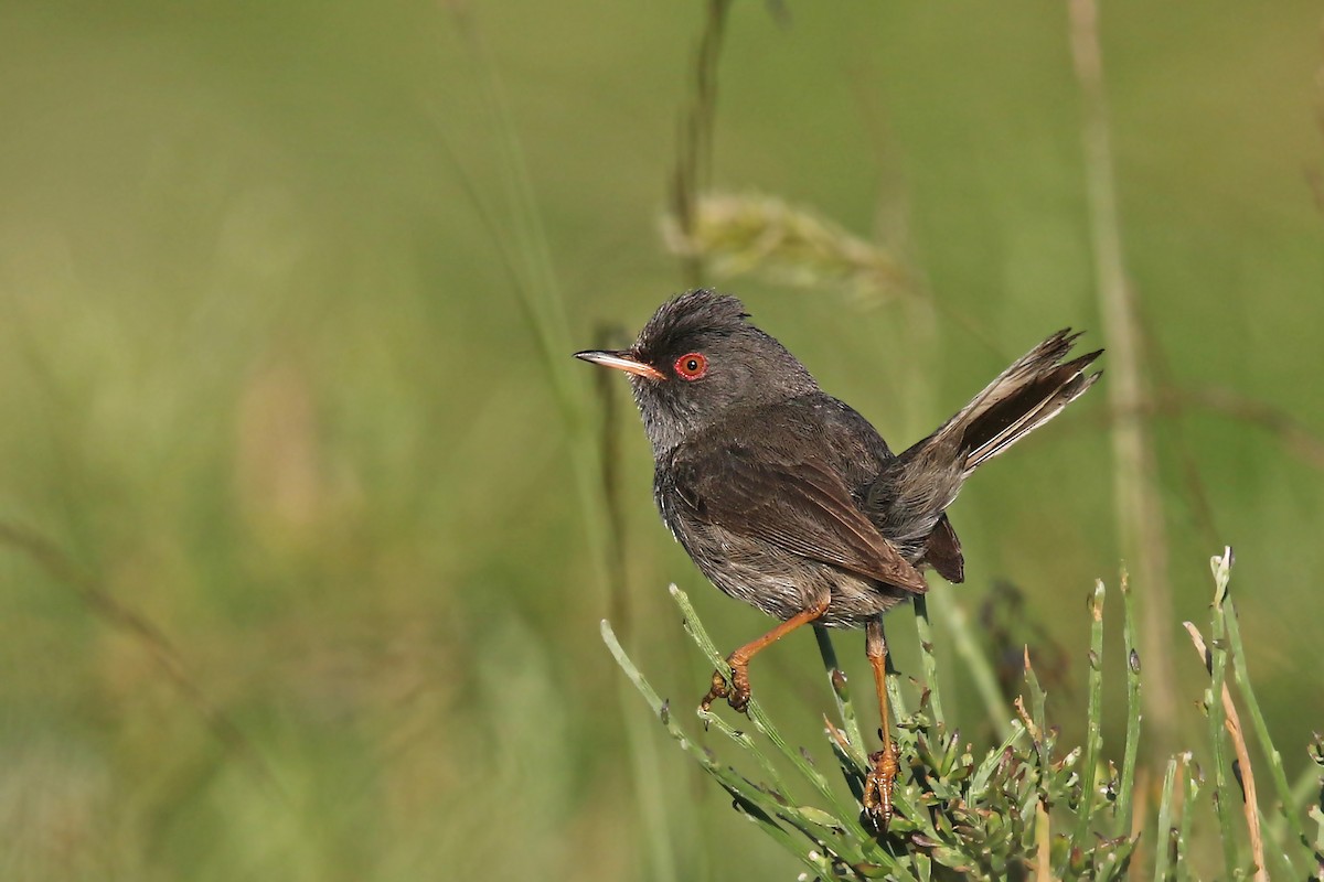 Txinbo sardiniarra - ML108392981