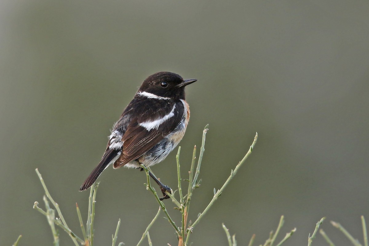 European Stonechat - ML108392991