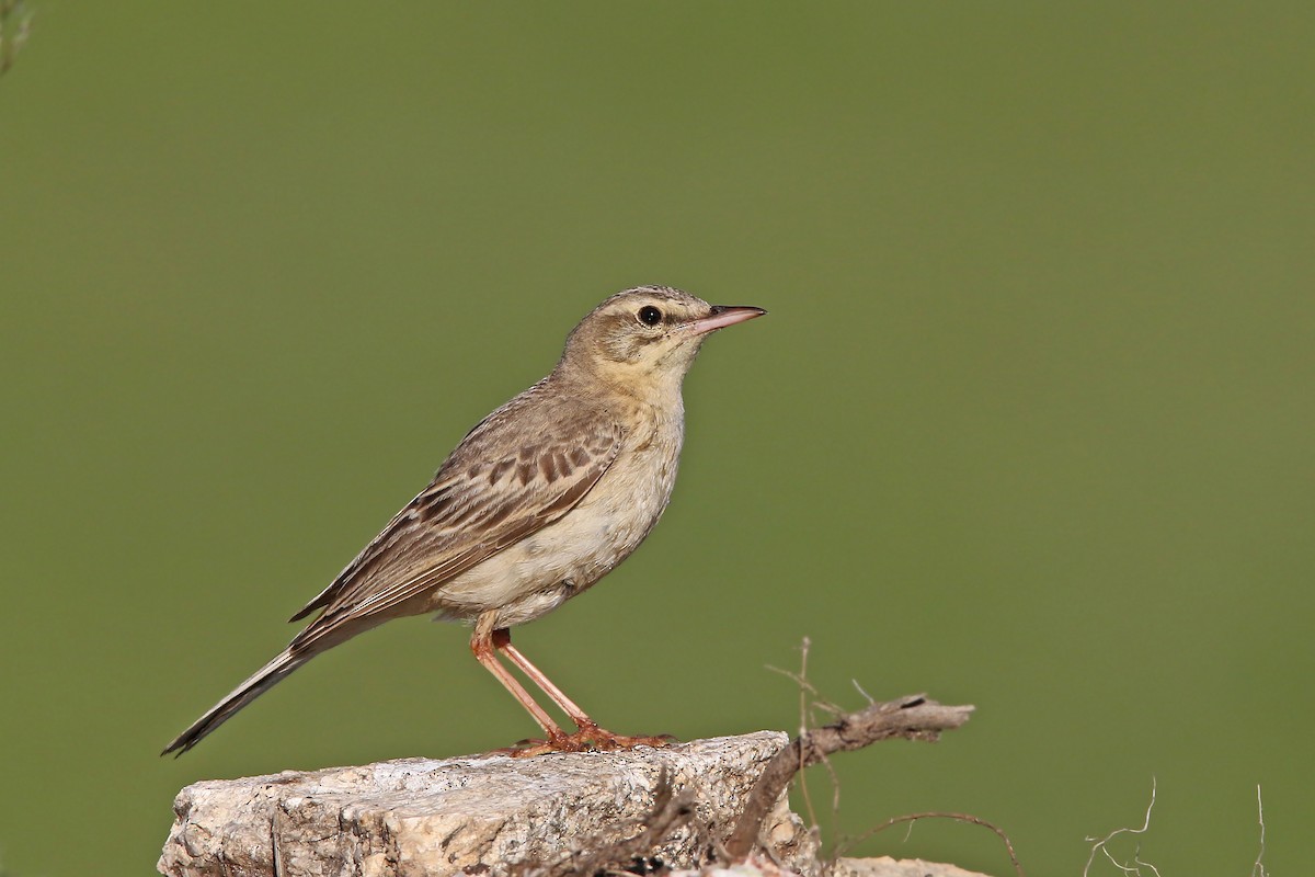 Tawny Pipit - Volker Hesse