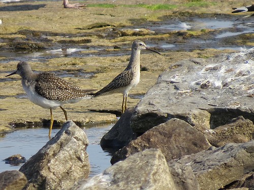 Stilt Sandpiper - Tom Wheatley