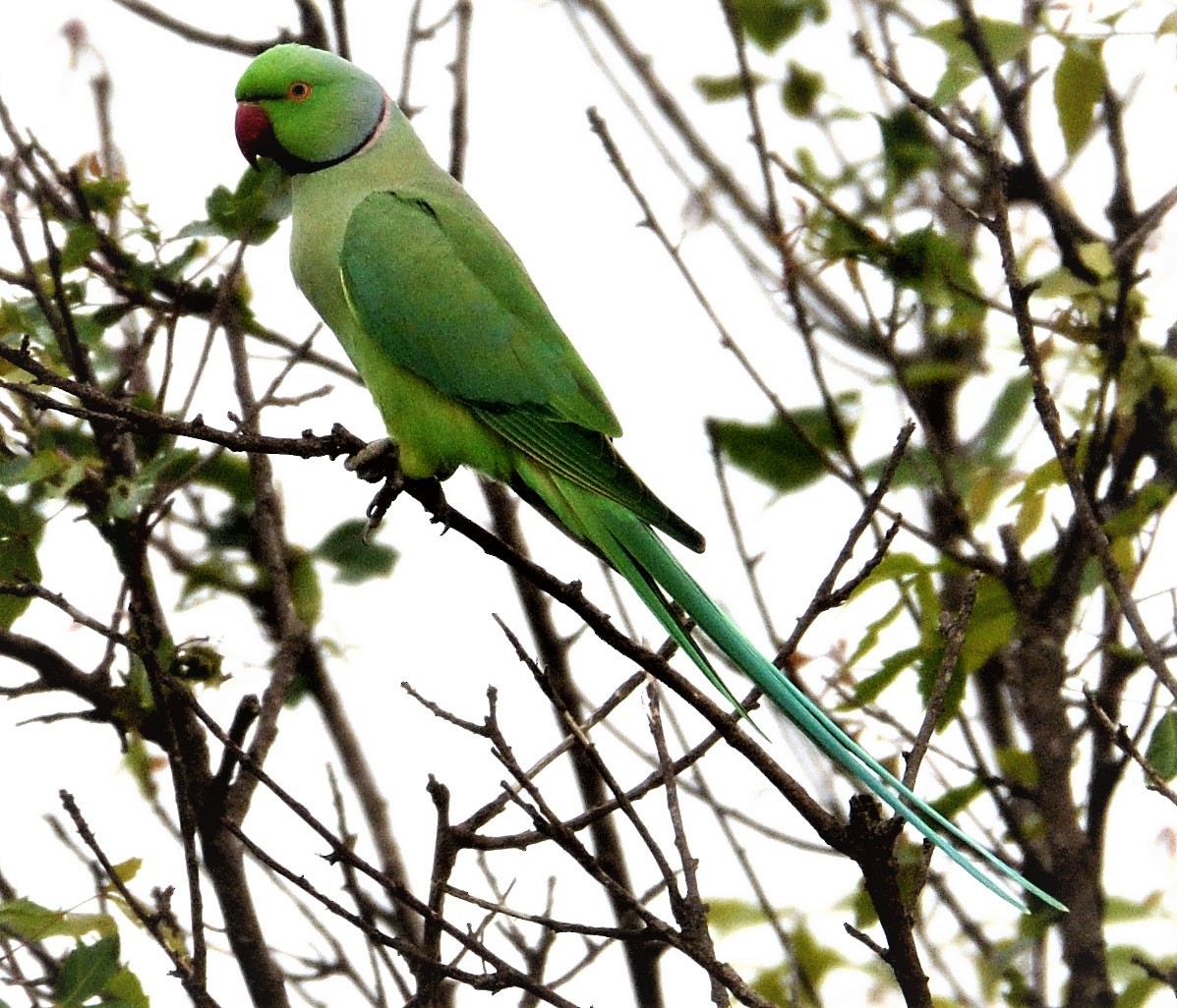 Rose-ringed Parakeet - ML108394161