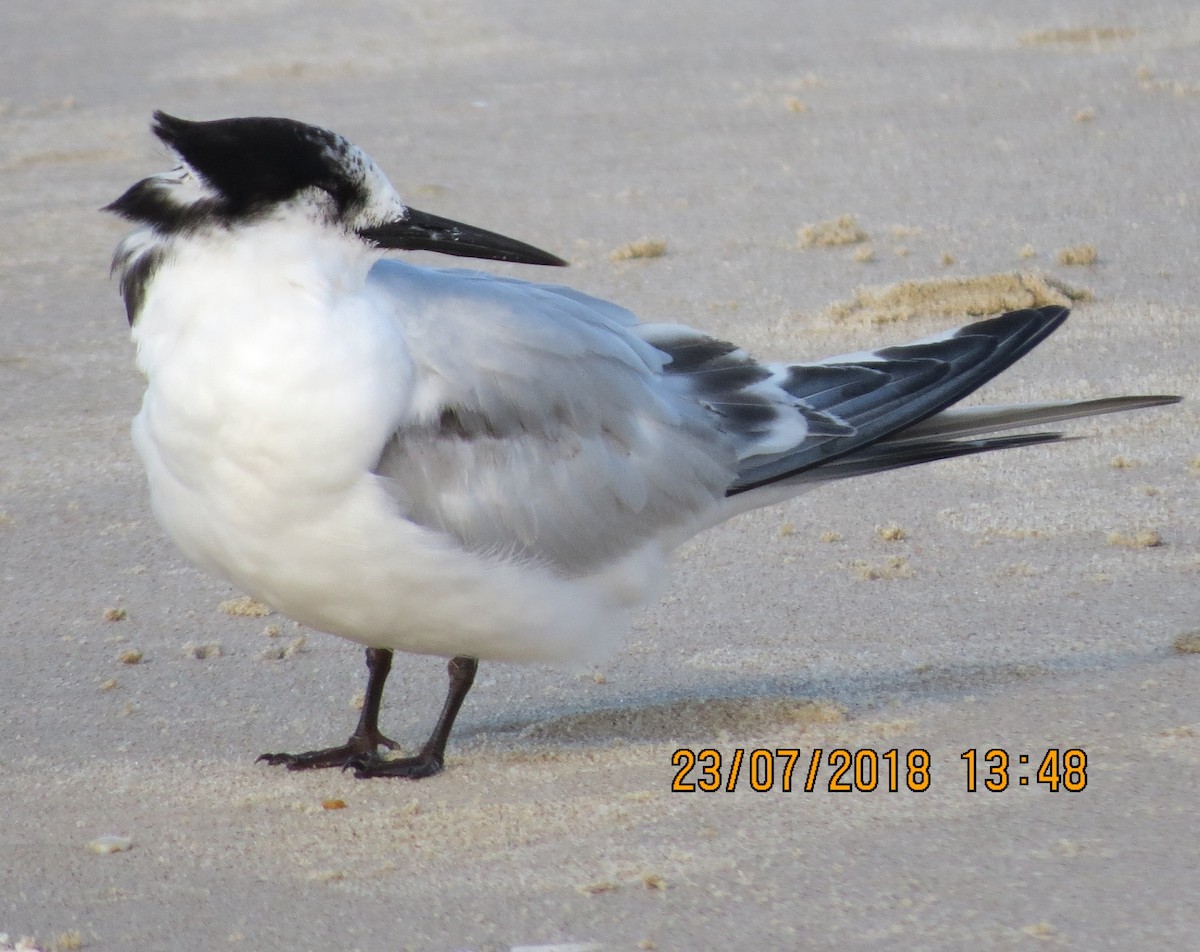 White-fronted Tern - ML108395151