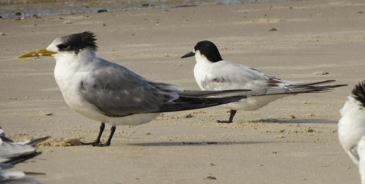 White-fronted Tern - ML108395161