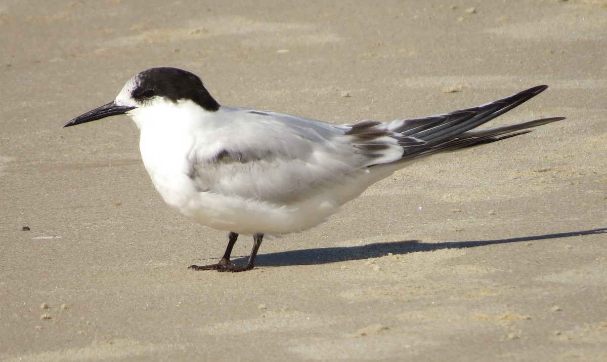 White-fronted Tern - ML108395441
