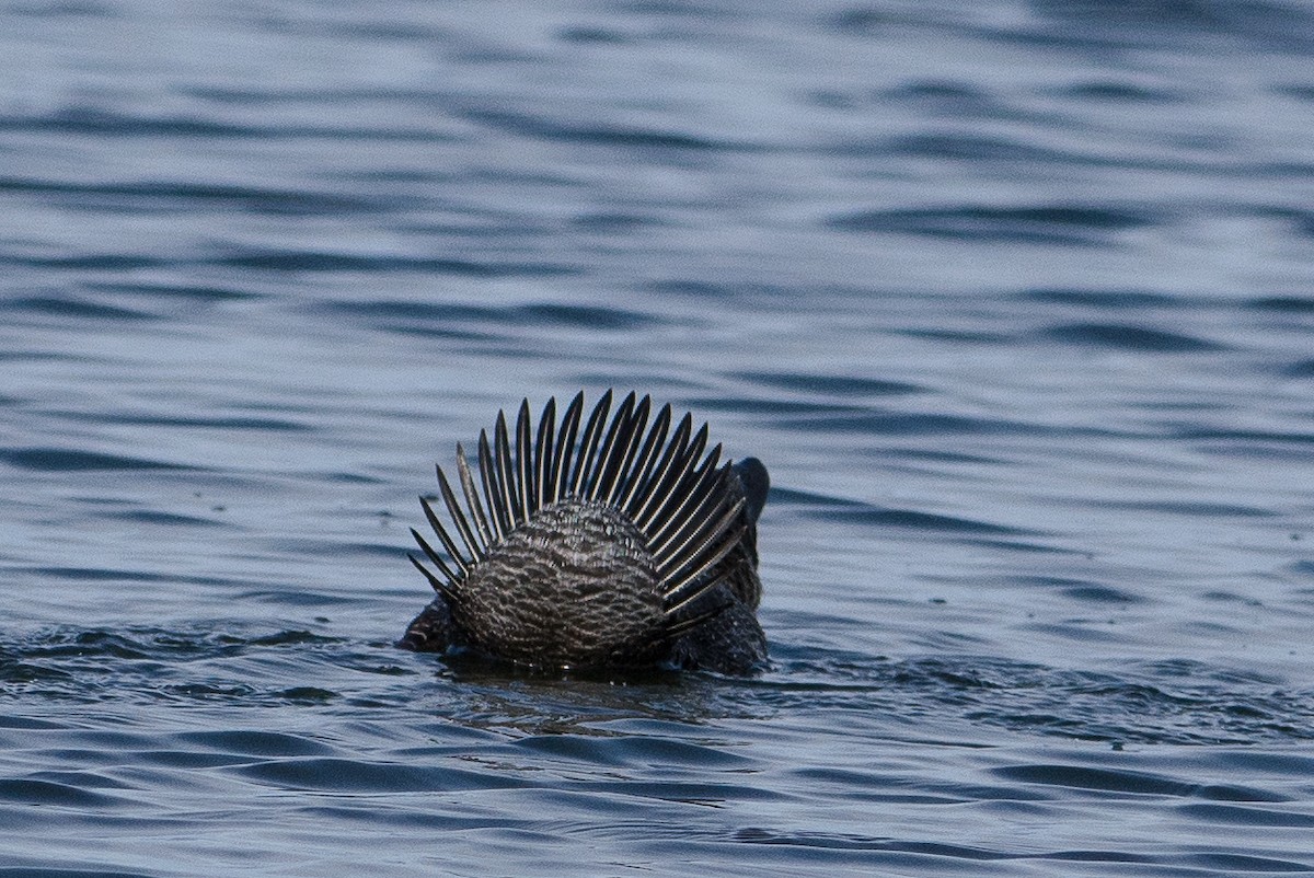 Musk Duck - John  Van Doorn