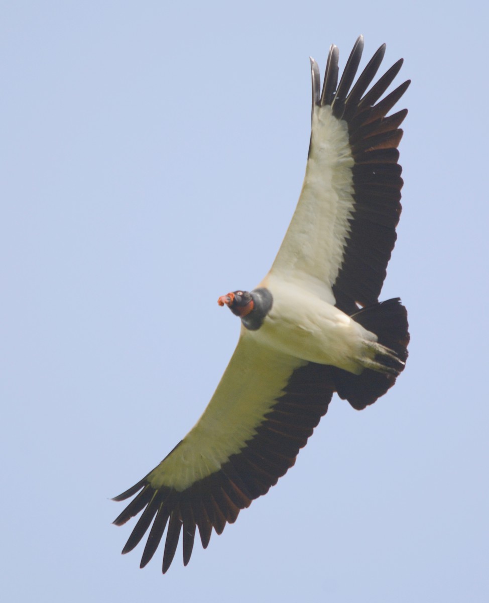 King Vulture - ML108397041