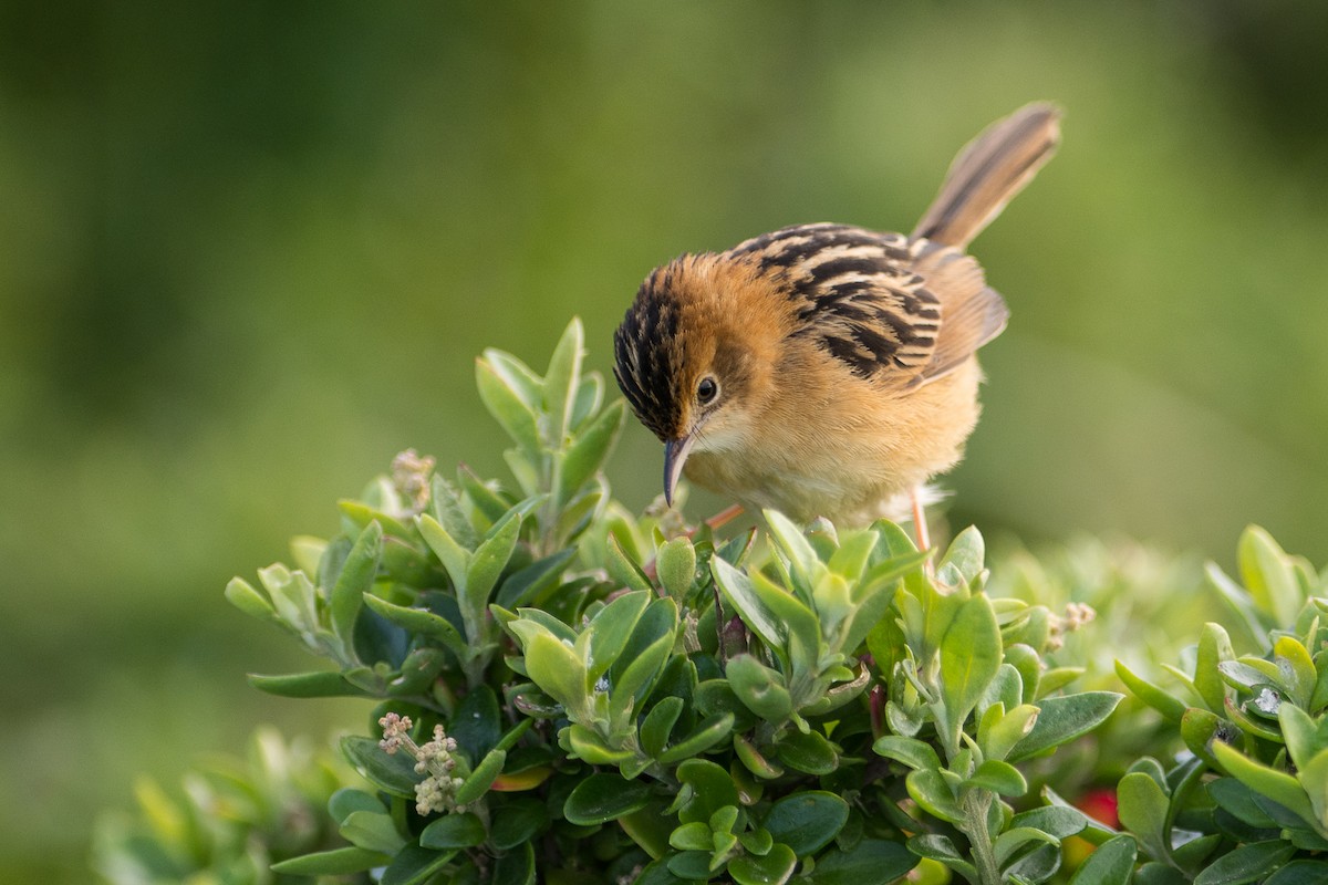 Golden-headed Cisticola - ML108397291